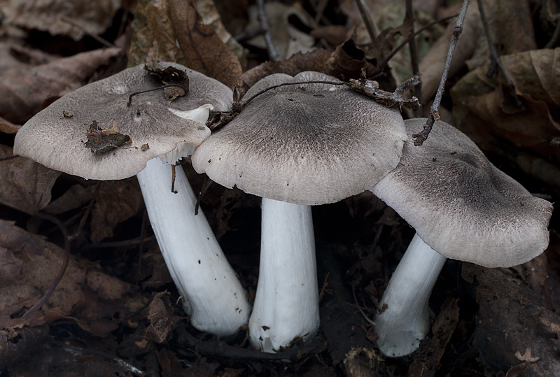 Tricholoma orirubens